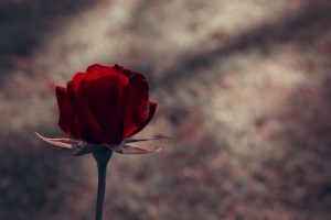 red rose wallpapers download