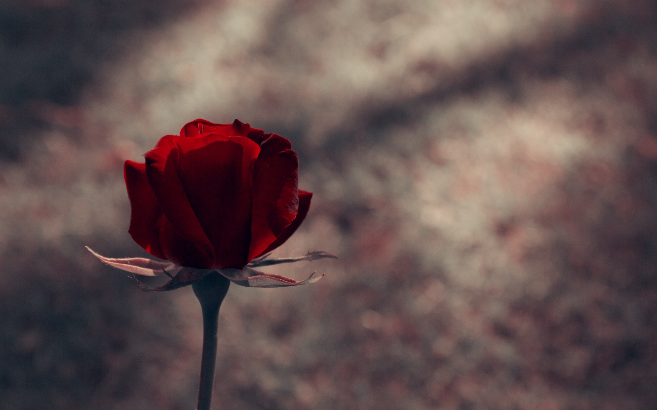 red rose wallpapers download