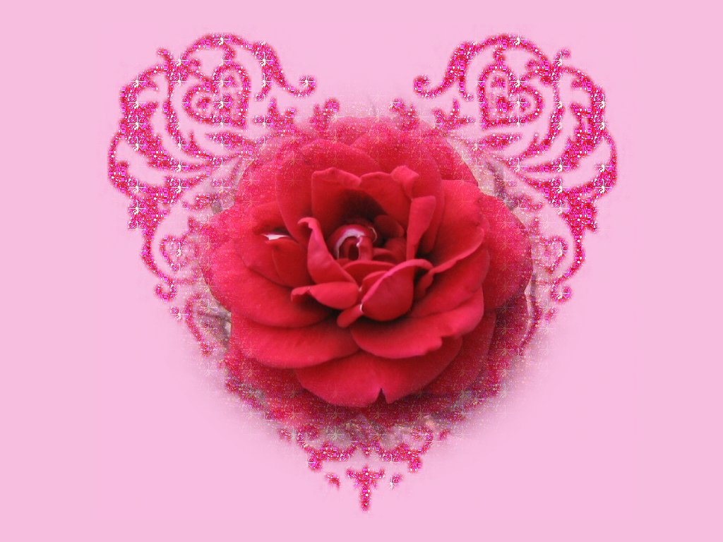 red rose wallpapers hd