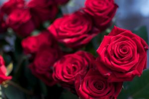 red roses wallpaper free download