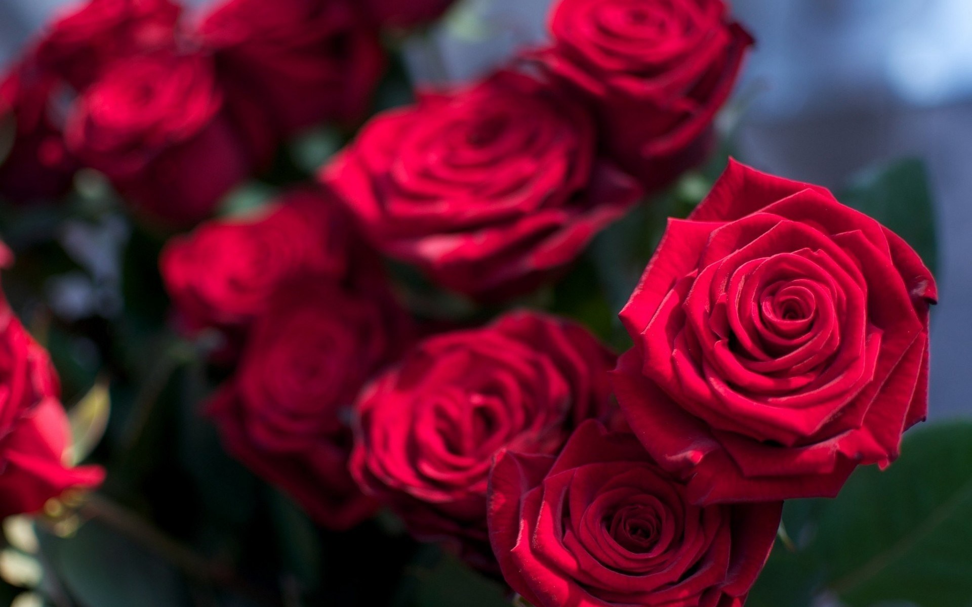 red roses wallpaper free download