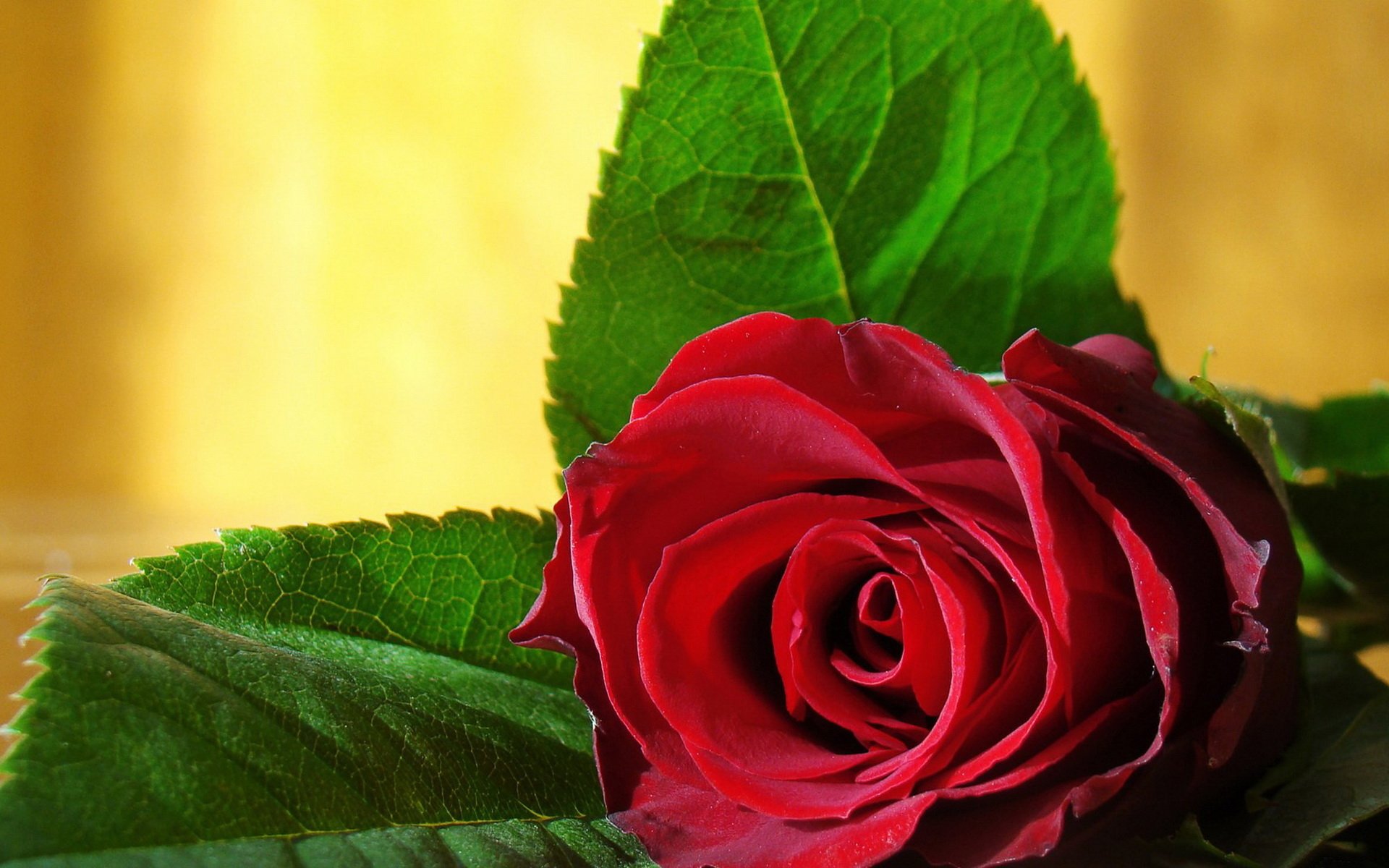 red roses wallpapers