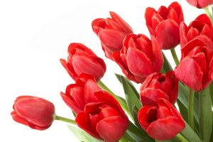 red tulip pictures