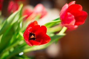 red tulips bokeh