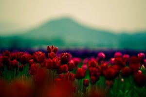 red tulips field