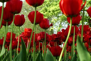 red tulips wallpaper
