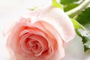 rose flower pictures wallpapers