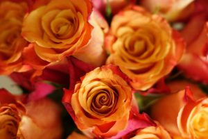 rose flowers pictures wallpaper