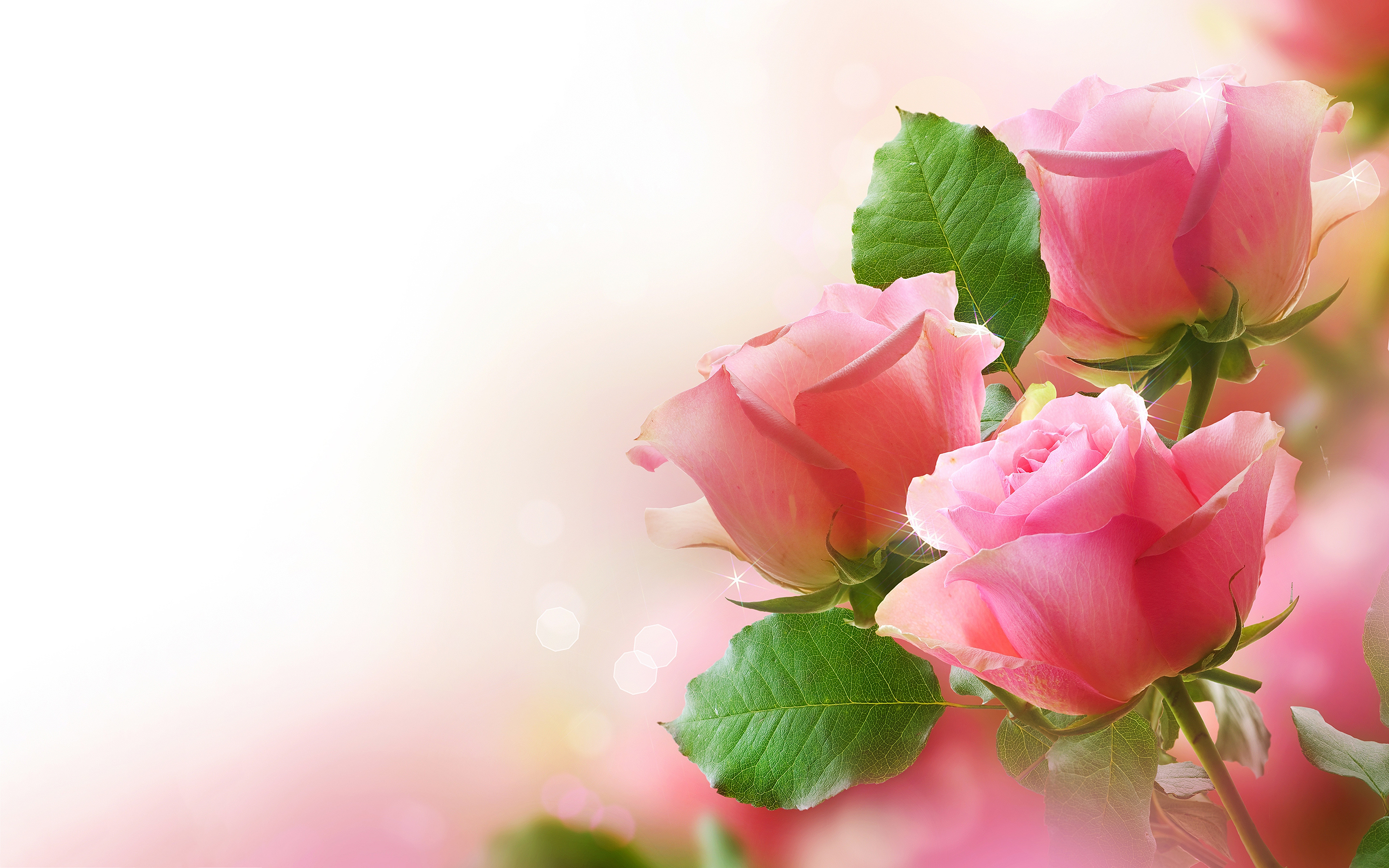 rose wallpapers free download