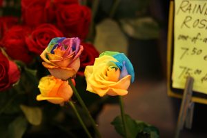roses images download