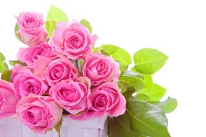 roses images free download