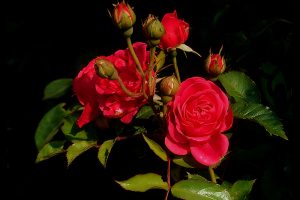 roses images photos