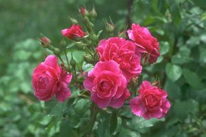 roses pictures free download