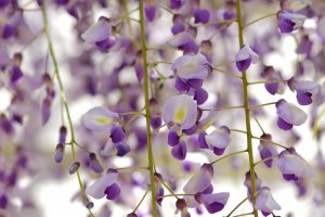 royal purple flowers
