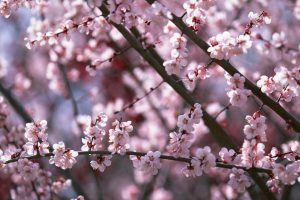 sakura flowers A2