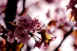 sakura flowers A4