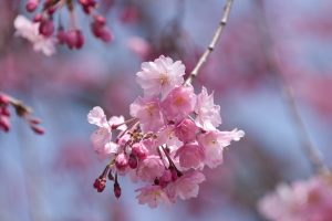 sakura flowers A5