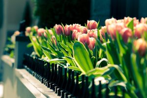 spring city flowers tulips