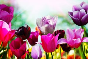 spring flowers background nature