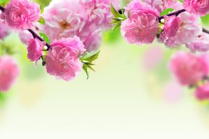 spring flowers wallpapers