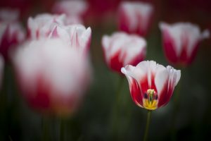 spring tulips pink