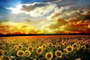 sunflower images free