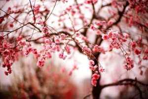 tree blossoms spring