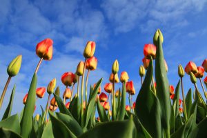 tulip bouquets pictures