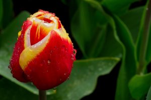 tulip bud spring
