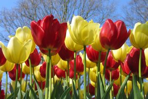 tulip flower description