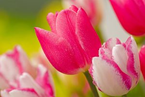 tulip flower images free