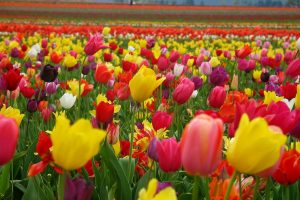 tulip flower picture gallery