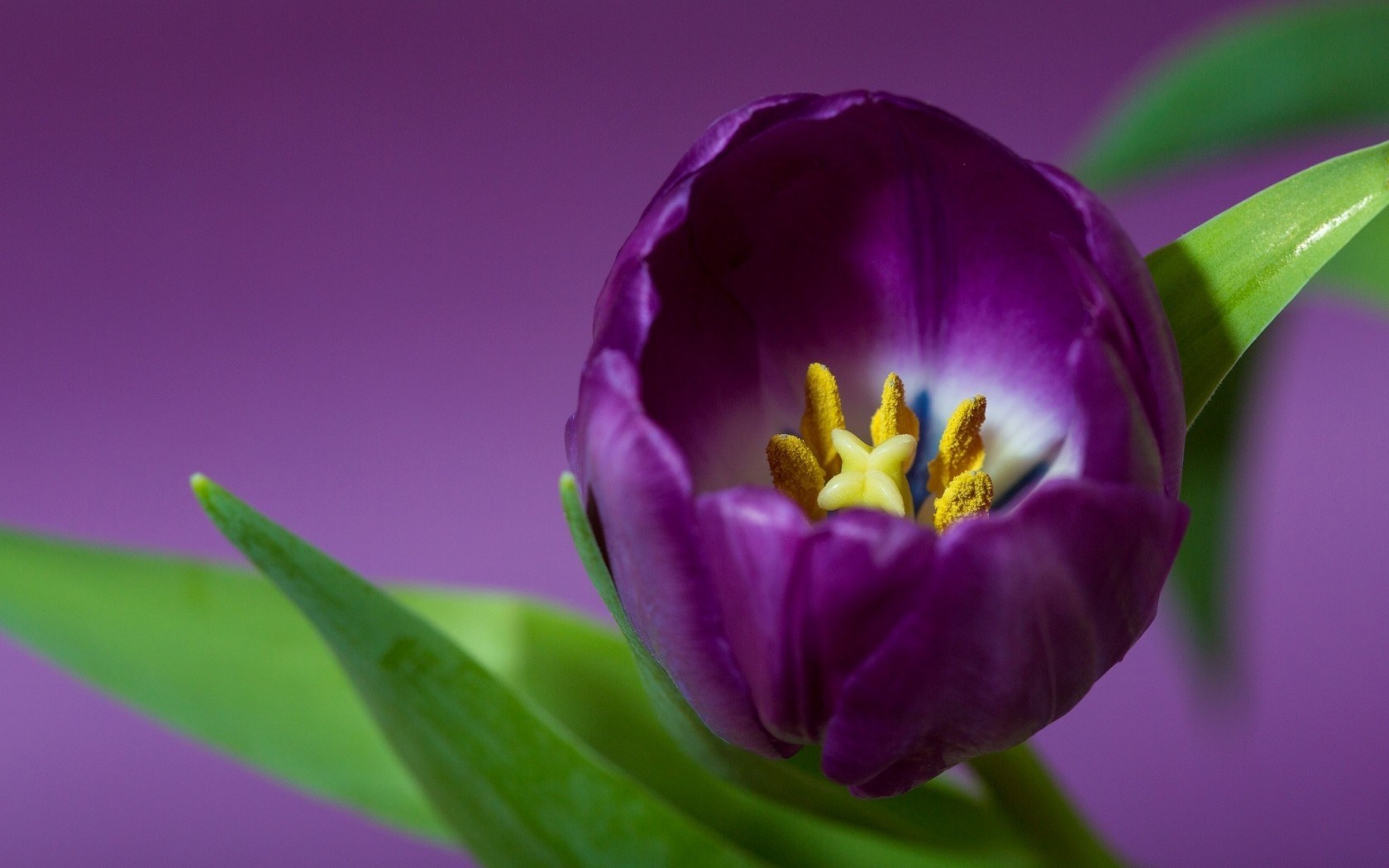 tulip petals purple