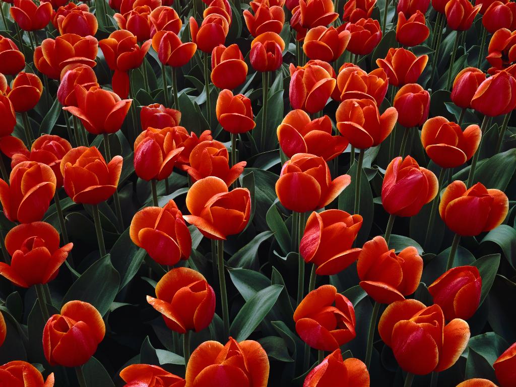 tulip picture images