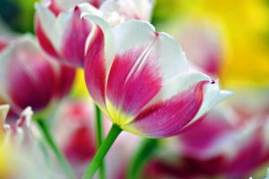 tulip picture pic