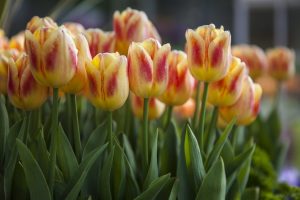 tulips flowers nature