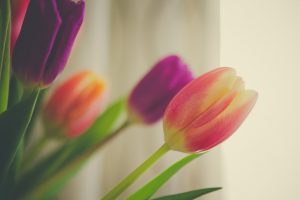 tulips flowers photo