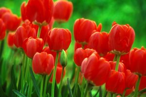 tulips picture