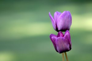 tulips purple flowers