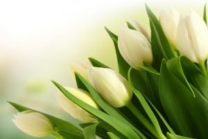 tulips white bouquet