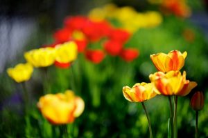 tulips yellow red spring nature