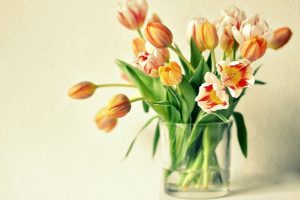 vase tulips macro