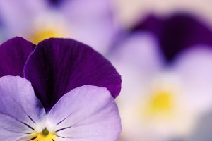 viola tricolor pansy flower close up