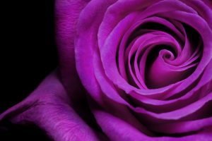 violet flower wallpaper hd
