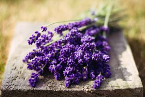 wallpaper lavender