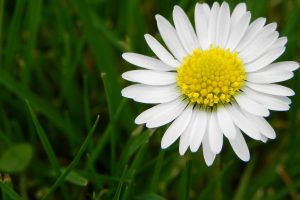white daisy flower pictures