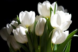 white flowers wallpapers