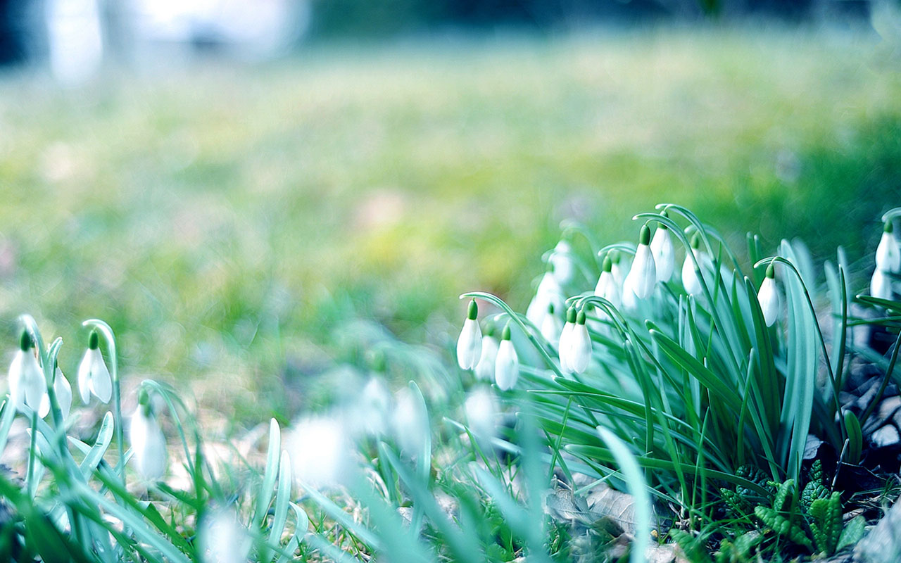 winter flower grass