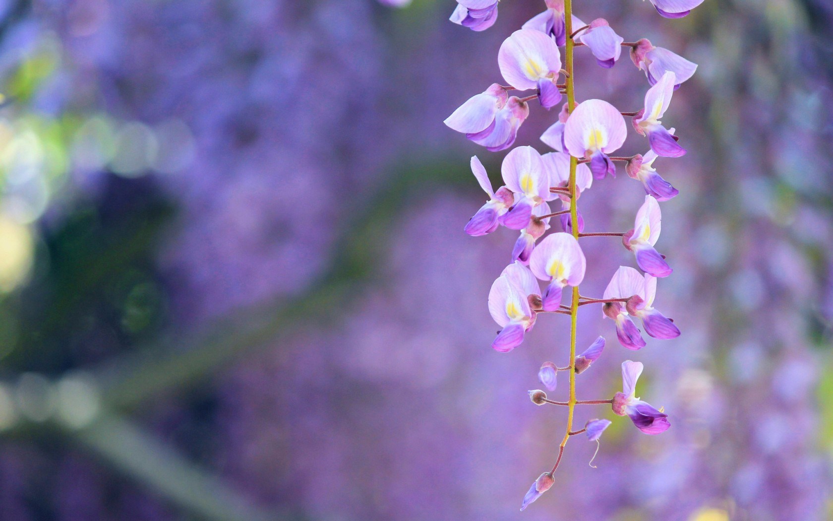wisteria lilac flowers nature - HD Desktop Wallpapers | 4k HD