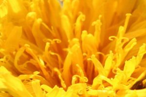 yellow flower A1